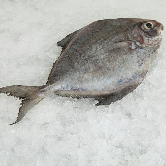 Premium Frozen Black Pomfret Fish (Ikan Bawal Hitam) 2-3pc± 1kg± | Gutted & Descaled Halal