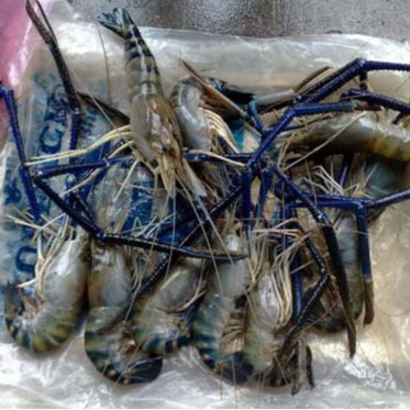 Premium Giant Freshwater Prawn (Udang Galah) 1Kg± Frozen