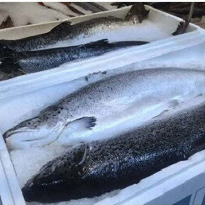 4.5Kg± Premium Fresh Air-Flown Norway Salmon Trout Fillet – Sashimi Grade | Boneless | No Radiation