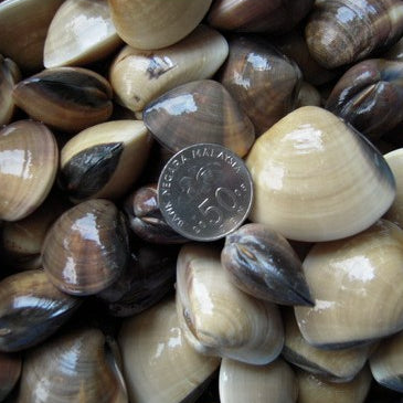 Premium Fresh Frozen White Clam / Kapah Putih (70/90 pcs) 1Kg±
