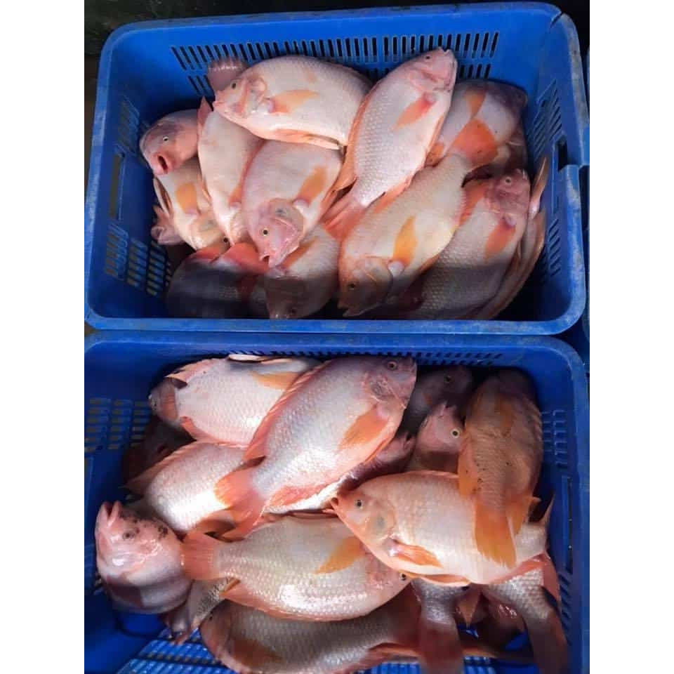 500-700g± Premium Thailand Red Tilapia Fish (Cleaned, Descaled & Gutted) Freshly Frozen Vacuum | 1kg Before Clean