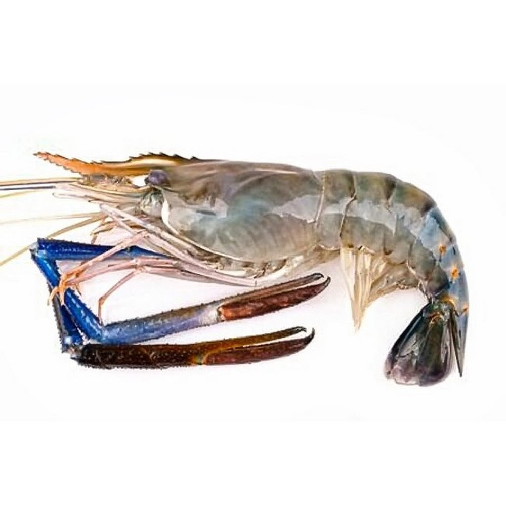 Premium Giant Freshwater Prawn (Udang Galah) 1Kg± Frozen