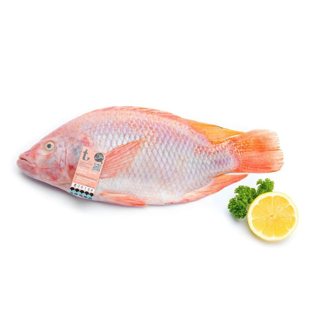 500-700g± Premium Thailand Red Tilapia Fish (Cleaned, Descaled & Gutted) Freshly Frozen Vacuum | 1kg Before Clean