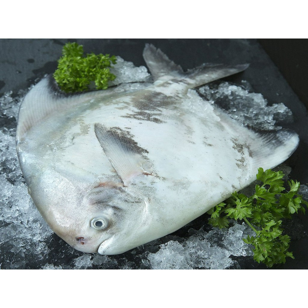 1pc. Premium Chinese White Pomfret Fish Frozen | Ikan Bawal Putih Cina 斗鲳 | Local Freshly Wild Caught