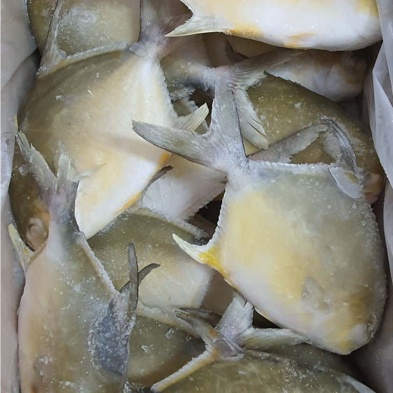 Premium Fresh Frozen Golden Pomfret Fish (Ikan Bawal Mas) 2-3pc± 1kg± | Cleaned Halal