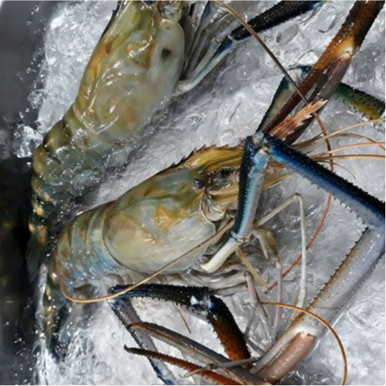 Premium Giant Freshwater Prawn (Udang Galah) 1Kg± Frozen
