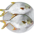 Premium Fresh Frozen Golden Pomfret Fish (Ikan Bawal Mas) 2-3pc± 1kg± | Cleaned Halal