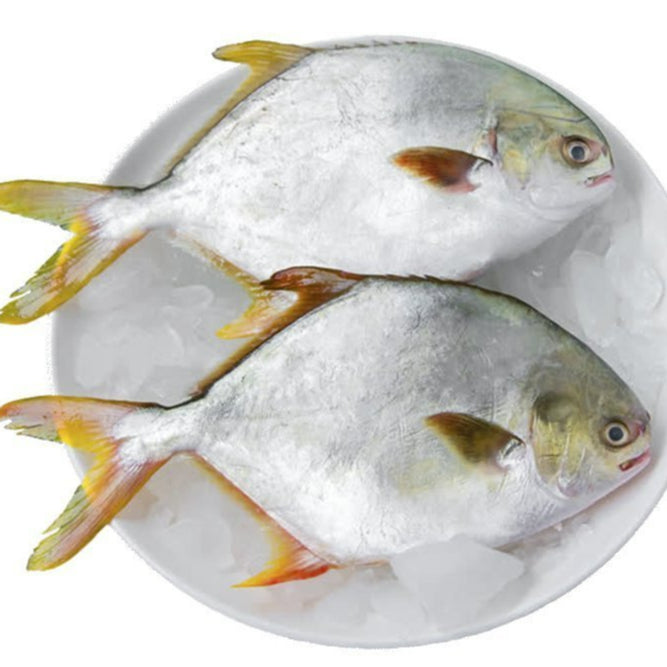 Premium Fresh Frozen Golden Pomfret Fish (Ikan Bawal Mas) 2-3pc± 1kg± | Cleaned Halal