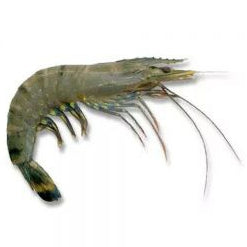 Premium Frozen Vannamei White Prawn (Udang Putih / Udang Bela) 1Kg±