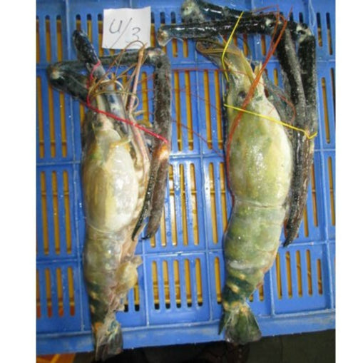 Premium Giant Freshwater Prawn (Udang Galah) 1Kg± Frozen
