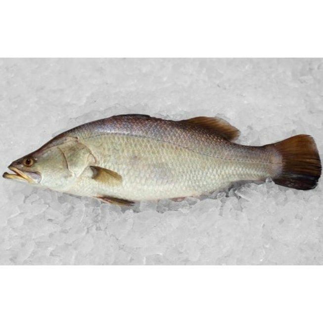 1Kg± Premium Whole Ikan Siakap Barramundi Sea Bass Fish (Cleaned) Frozen | Bersih