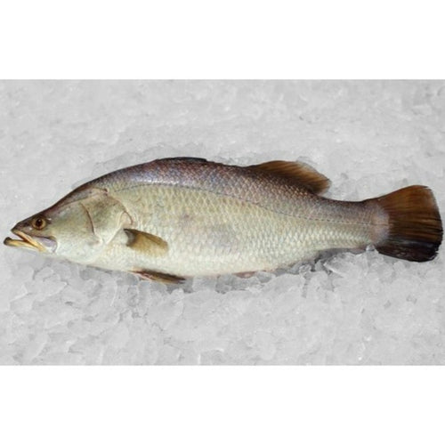 1Kg± Premium Whole Ikan Siakap Barramundi Sea Bass Fish (Cleaned) Frozen | Bersih