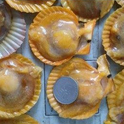 Premium Golden Half Shell Scallop Frozen 1Kg± (23pc±)