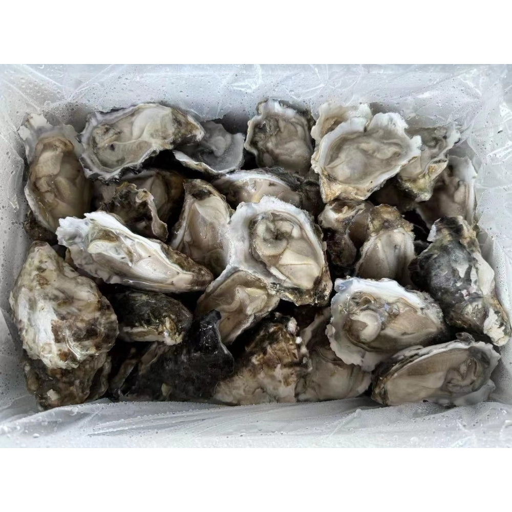 Premium Japan Grade Half Shell Oyster Frozen Sashimi Pack (12pc)