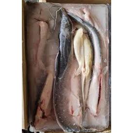 Premium Frozen Ikan Keli 2Kg± | 8-10pcs | 1 Block | Cleaned Catfish