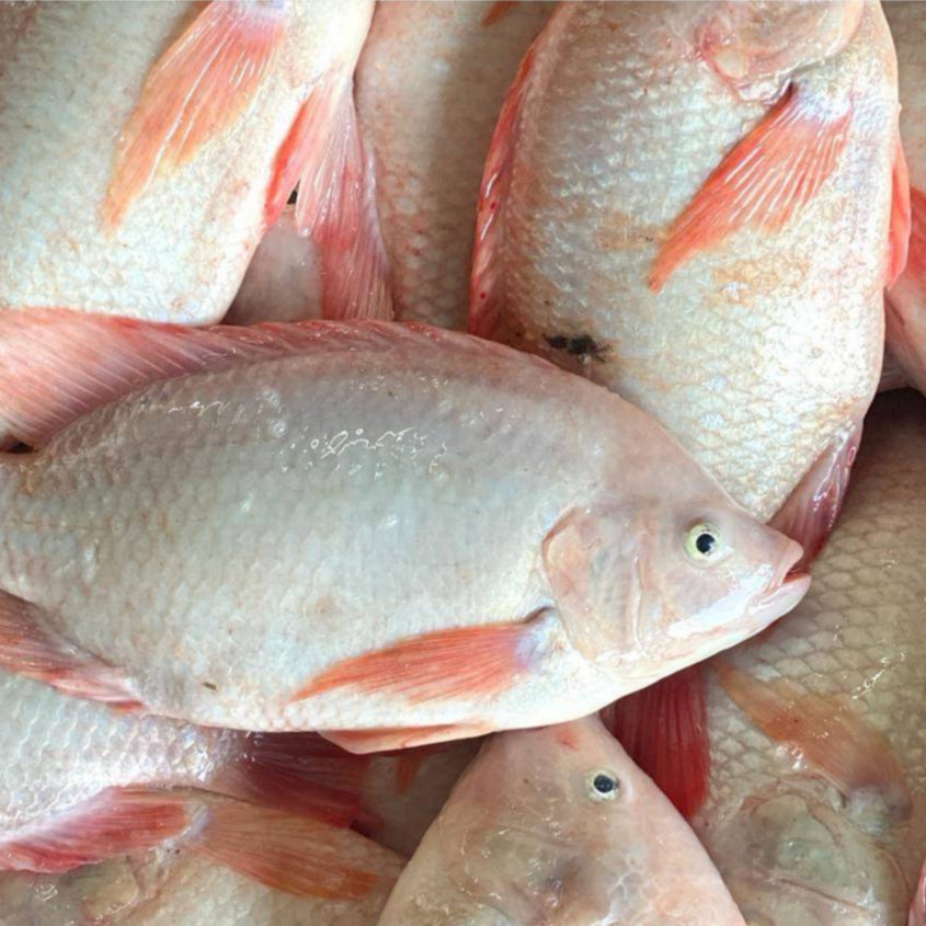 500-700g± Premium Thailand Red Tilapia Fish (Cleaned, Descaled & Gutted) Freshly Frozen Vacuum | 1kg Before Clean