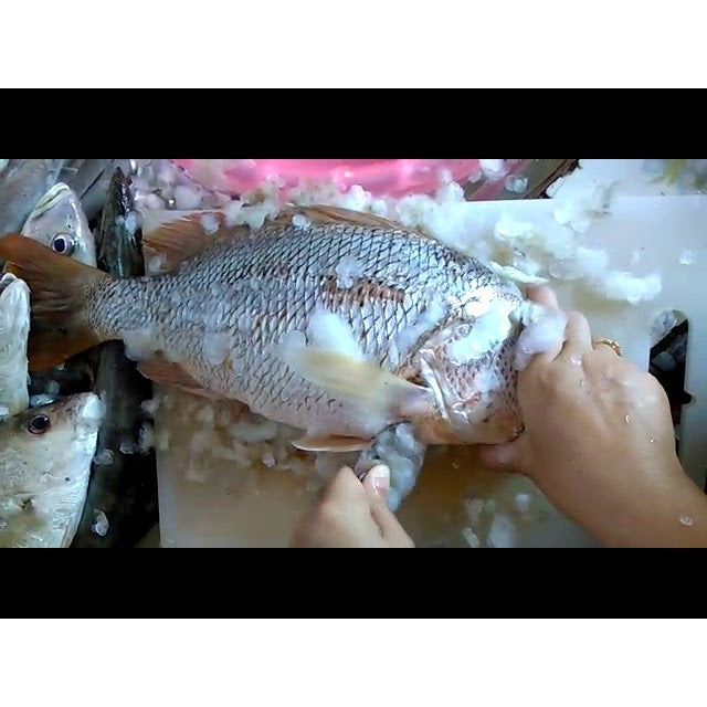 1Kg± pc. Premium Ikan Jenak Golden Snapper Fish Big Size (Cleaned) Frozen Bersih Vacuum