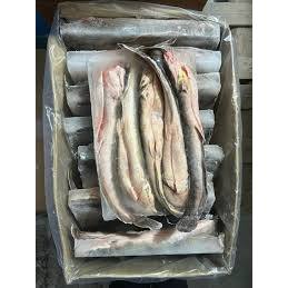 Premium Frozen Ikan Keli 2Kg± | 8-10pcs | 1 Block | Cleaned Catfish